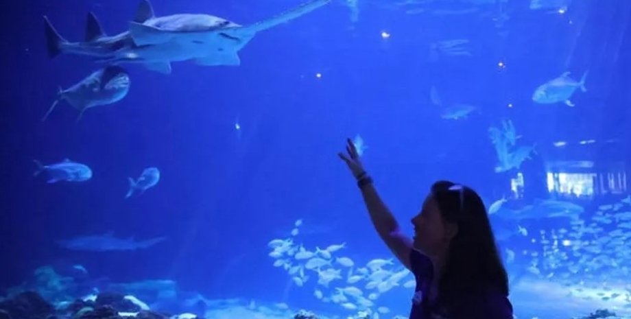 В неволе впервые родились детеныши мелкозубой рыбы-пилы рыба пила, мелкозубая рыба пила