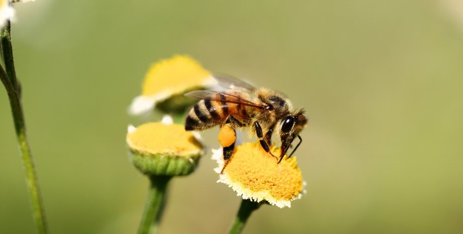 пчела, цветок, опыление