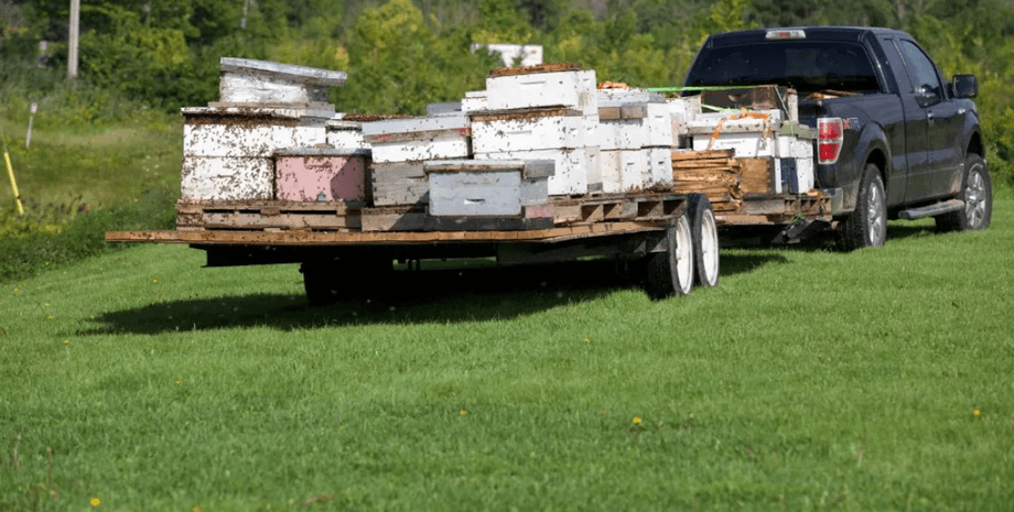ульи с пчелами, пчелы, пикап, прицеп, перевозка пчел