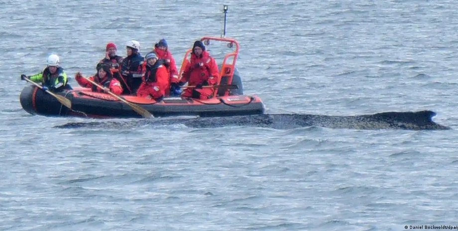 горбатый кит