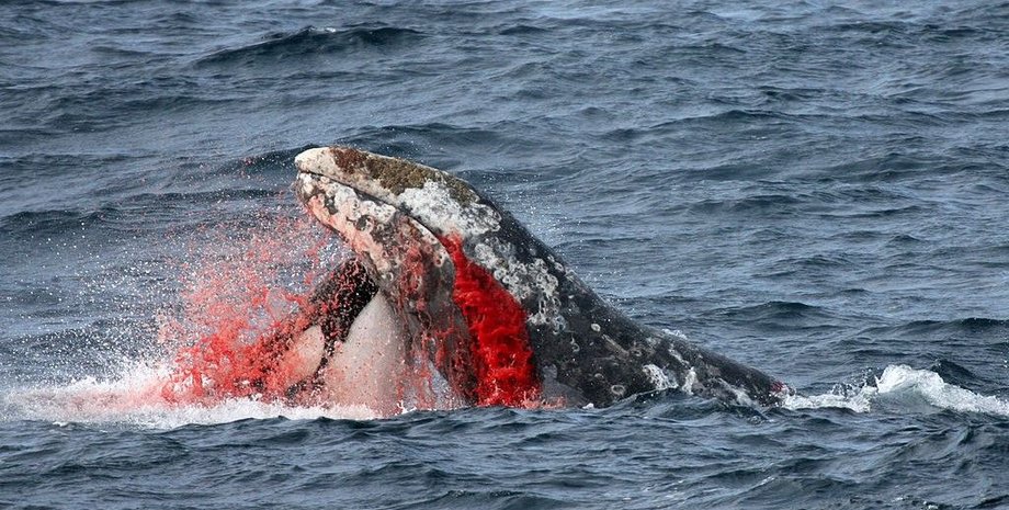 косатка, кит, нападение