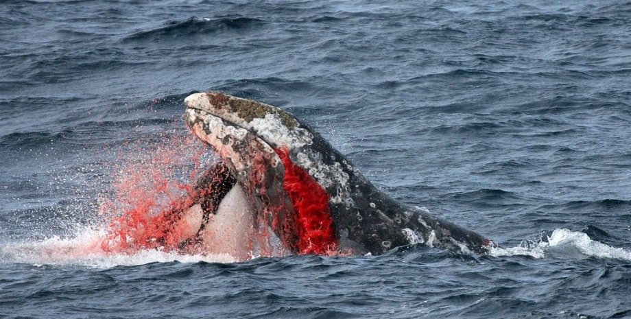 косатка, кит, нападение