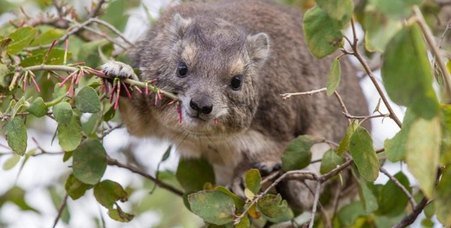 Древесный даман