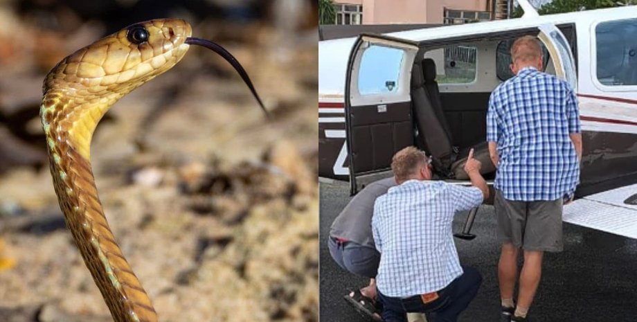 Змея, самолет, люди, пилот, кобра,