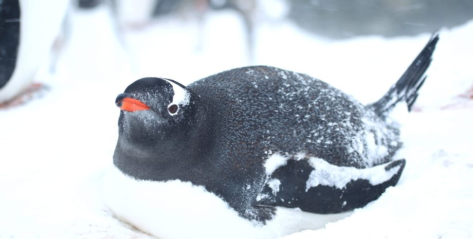 пингвины, яйца, сезон гнездования, Антарктика, Пингвины в Антарктике