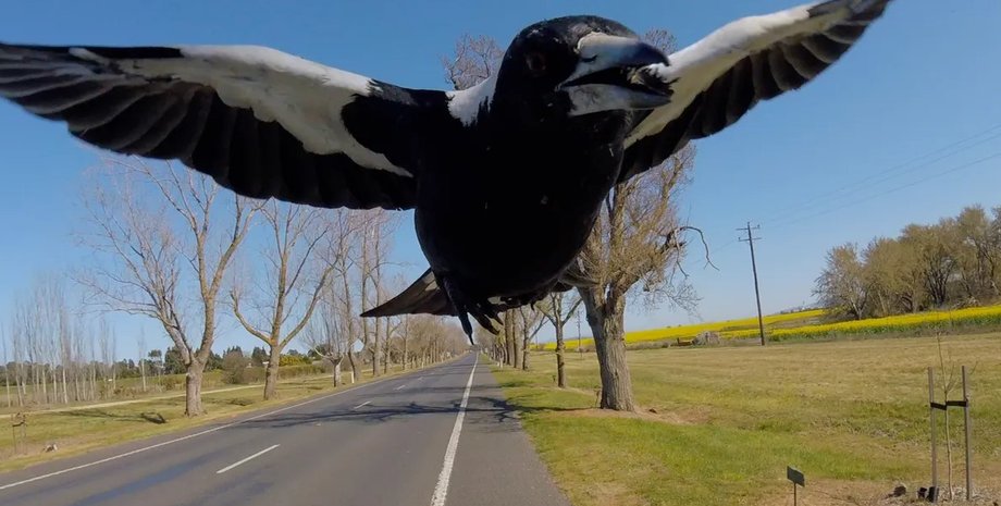 сороки, сороки напад на людей
