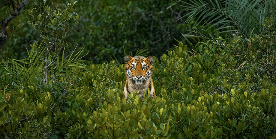 тигр, вымирающий вид, мангровые леса