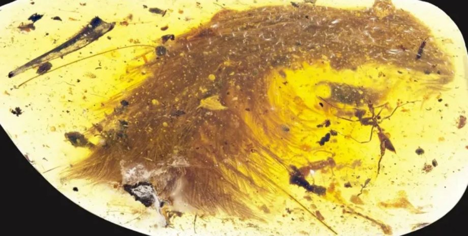 исследователи нашли яйцо динозавра