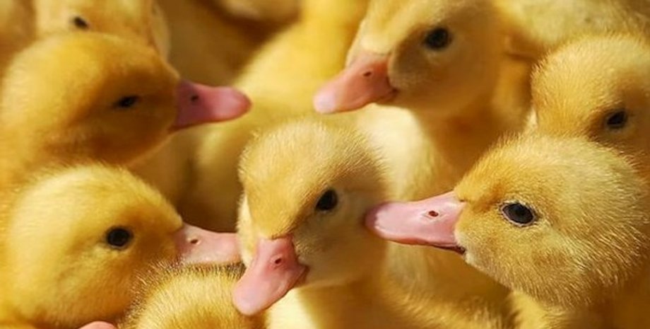 Иллюстративное фото