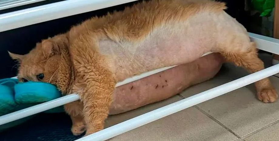 Самый толстый в мире бездомный кот Крошик живет в России, животное посадили на диету, курьезы, домашние любимцы