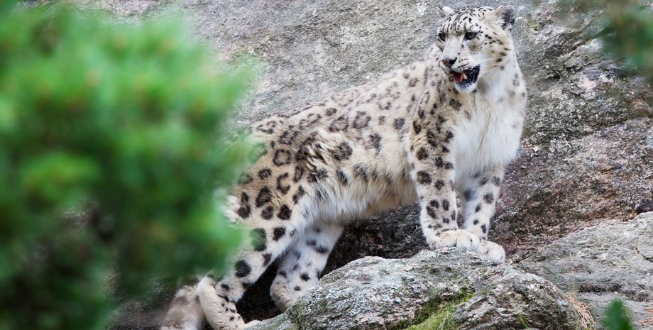 Снежный барс / Фото: naturalworldsafaris.com