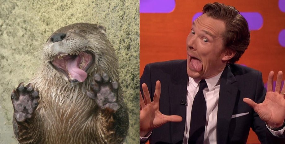 Бенедикт Камбербэтч и выдра / Кадр из шоу Грехэма Нортона