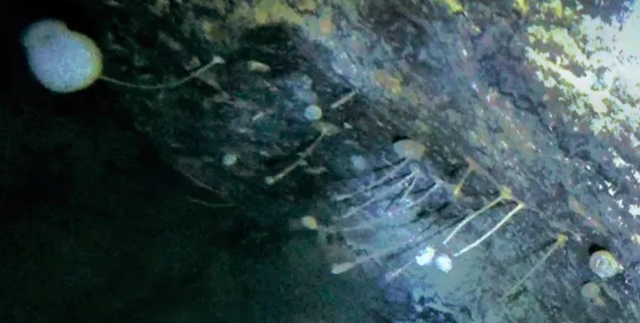 микроорганизмы, ледник, Антарктида