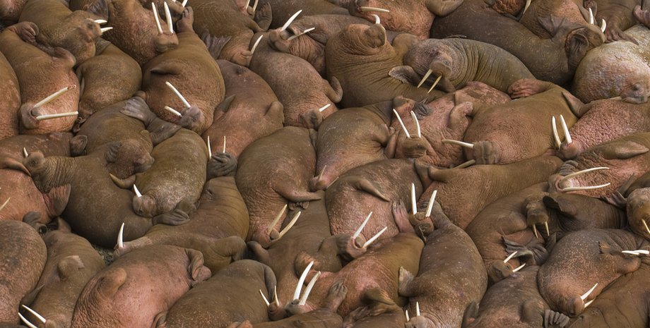 популяция моржей