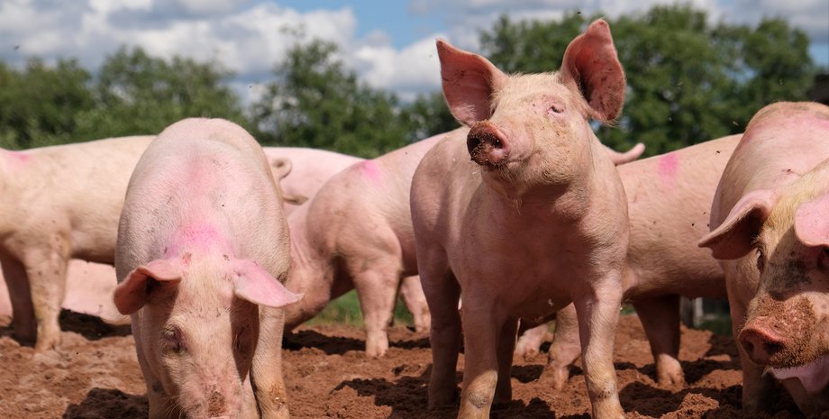 новини києва, новини київщини, копилів, стадо свиней, городи, збитки, суд
