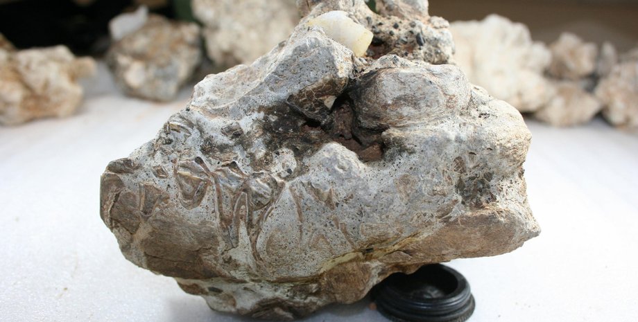 щелепу, антилопа, кальцит, фото