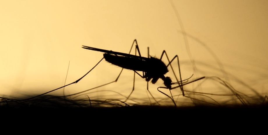 комары, укус комара, репелленты от комаров