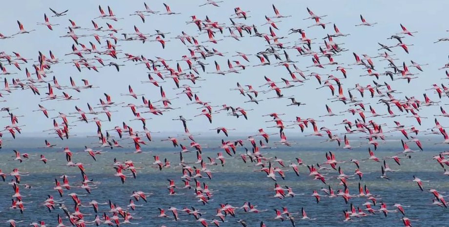 Фламинго, птицы, Одесская область