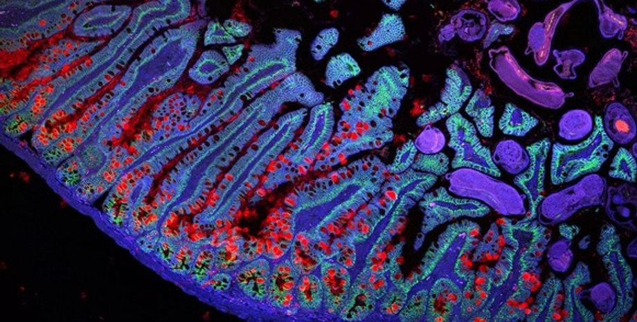 кишечник людини