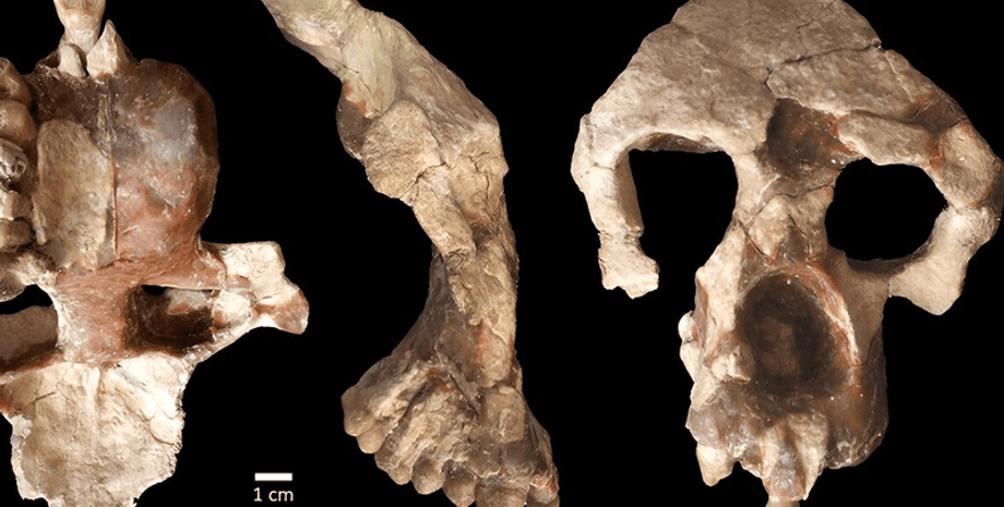 Anadoluvius turkae, викопна мавпа, еволюційне походження, європейська міграція, еволюція людини, предки мавп, африканські мавпи, предки людини, еволюційні зв'язки, рання історія людини, древні люди, останки