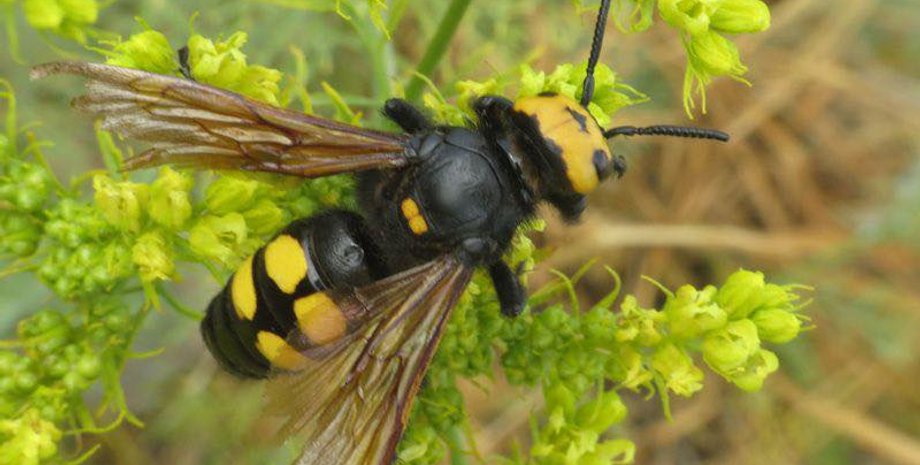 Оса сколия-гигант