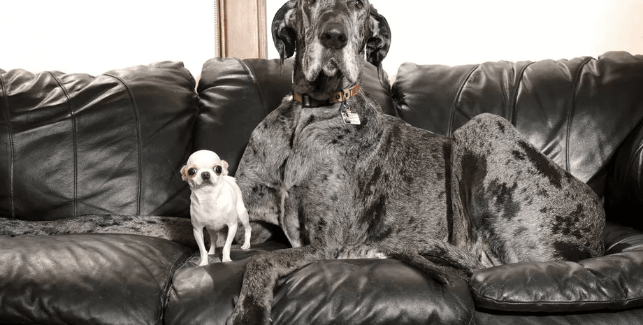 Найвищий собака, найнижчий собака, яка різниця у зрості, рекорд, книга рекордів Гіннесса, світовий рекорд, ювілей, чихуахуа, дог