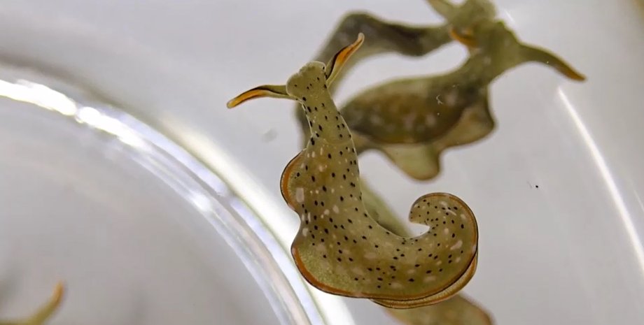 Слизни, регенерация, животные