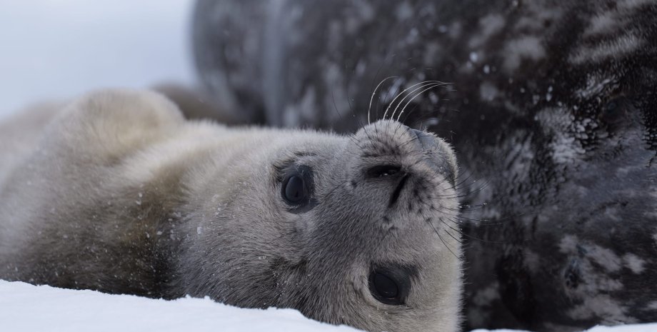 Тюленятко SeaBaby Світозарович тюлень, тюлені, маленький тюлень, новонароджений тюлень, SeaBaby Світозарович
