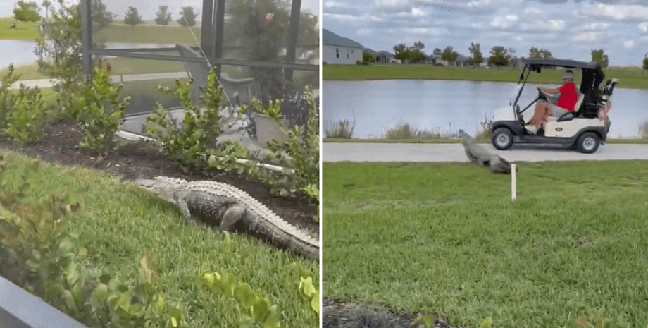 Аллигатор атаковал туристов в США, крокодил, звери, рептилия, хищники, курьезы, видео