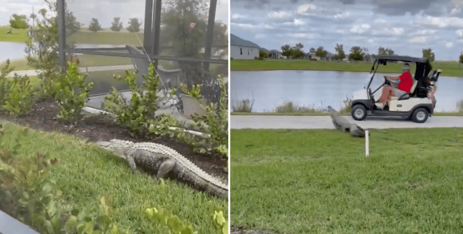 Аллигатор атаковал туристов в США, крокодил, звери, рептилия, хищники, курьезы, видео