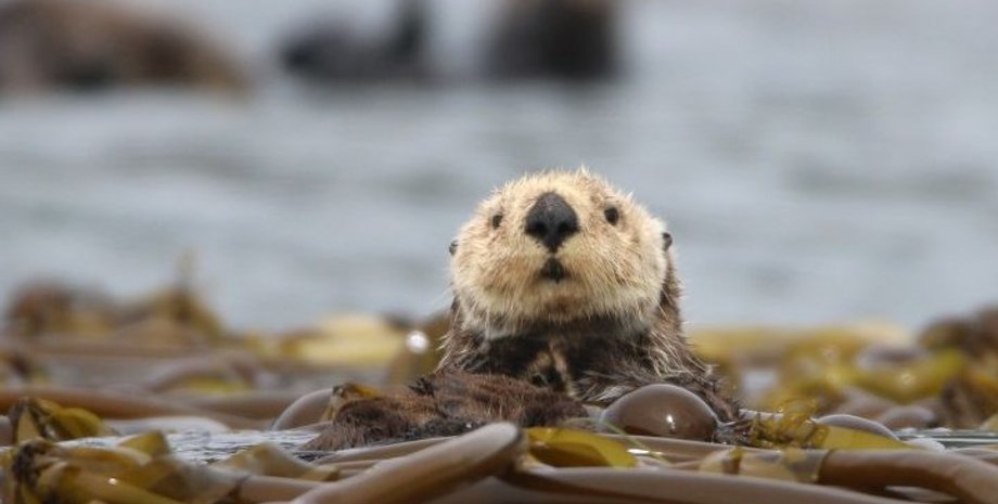 калан, выдра, популяция выдр