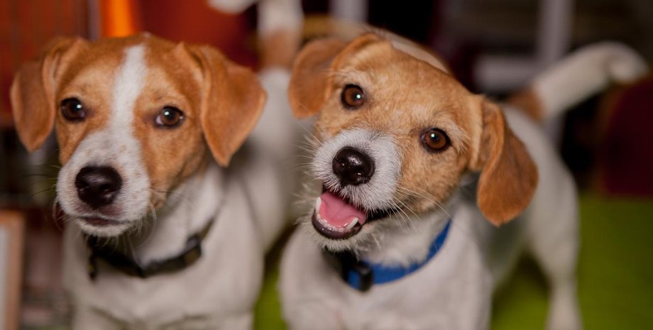 Фото: dp.informator.ua