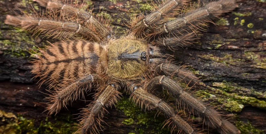земляной тигр-птицеед
