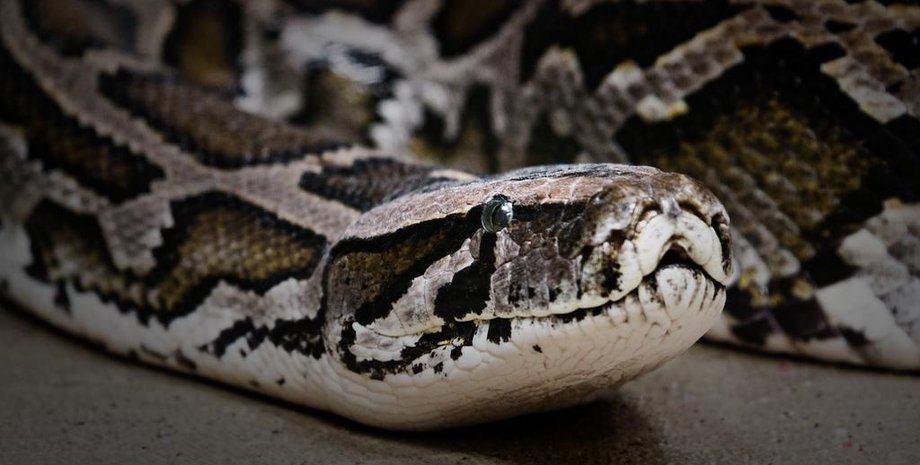 Фото с сайта ZooPicture.ru