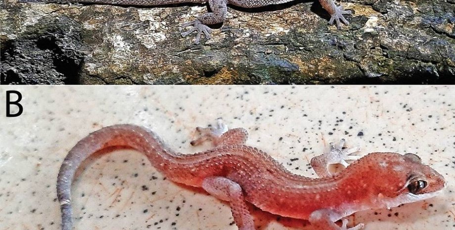 листевнный геккон, геккон фулбрайта