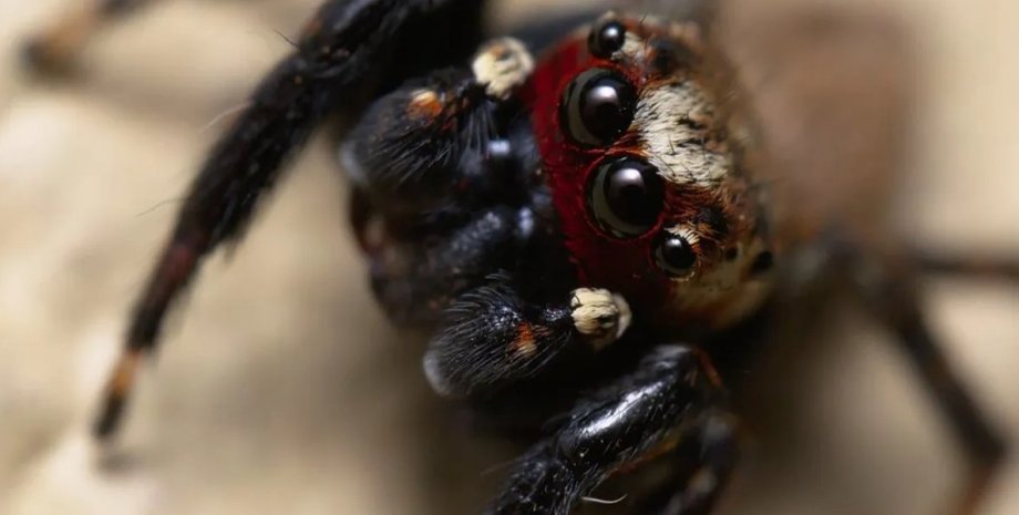 Пауки-прыгуны питают слабость к человеческой крови и грязного белья паук, паук прыгун
