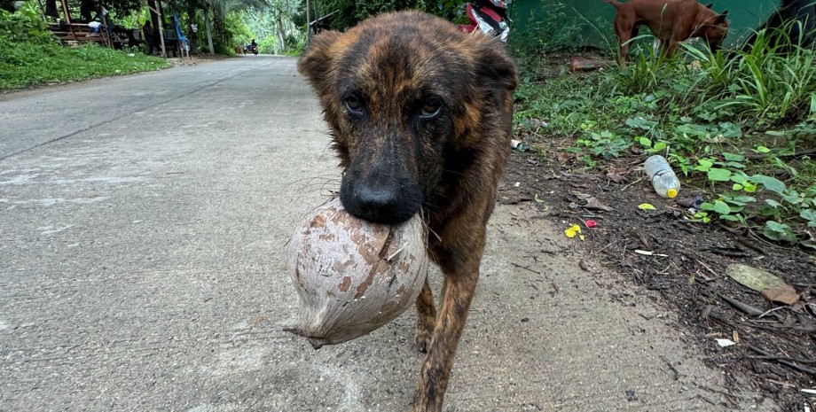 сникерс, собака, подарок сникерс, собака, подарок