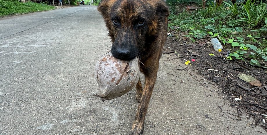 сникерс, собака, подарок