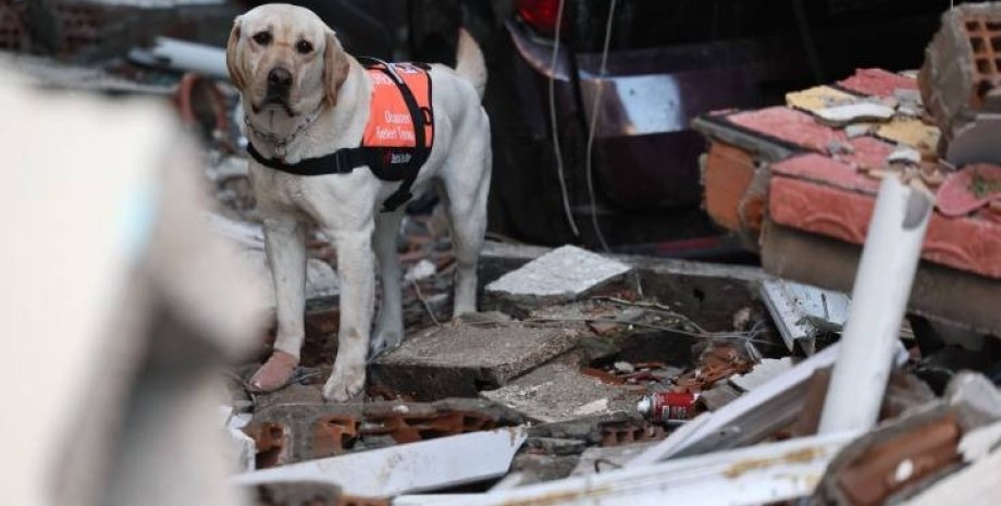 Пес-рятувальник, землетрус у Туреччині, рятувальники, пошук тих, хто вижив.