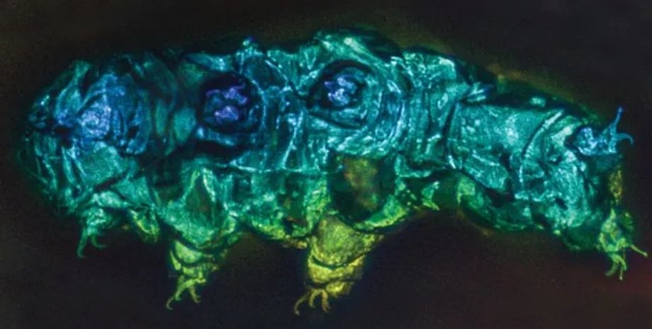 тихоходки, окаменелость тихоходки