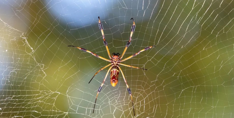 пауки плетут золотую паутину