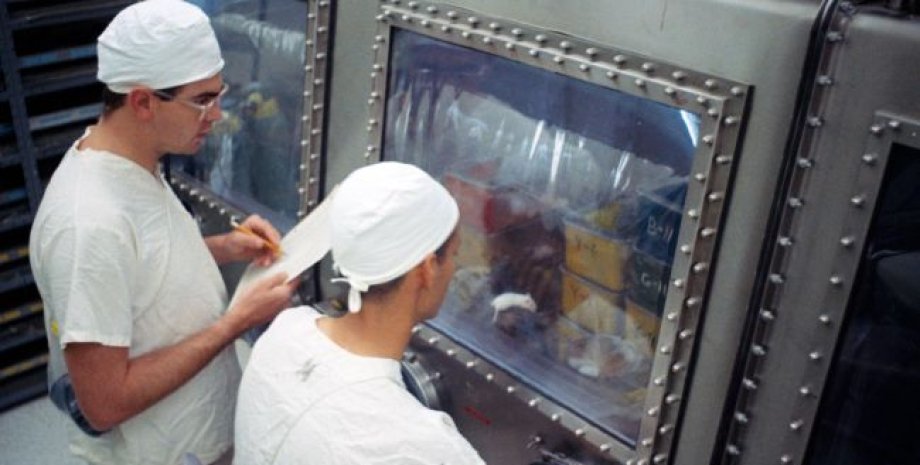 Лаборанты изучают мышей, получивших инъекции лунного материала. Фото сделано в августе 1969 года. NASA