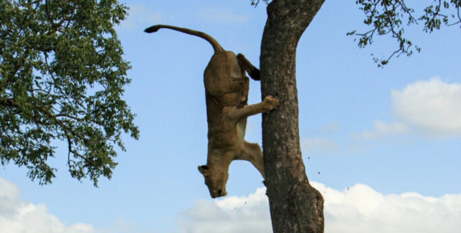Левиця на дереві, левиця, леви, лев, залізла на вершину дерева, кинула виклик гравітації, сезон спарювання, самець,