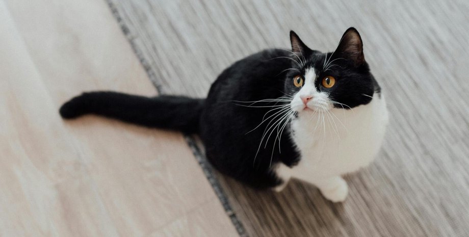 Кішка крала готівку у пари чорно-біла кішка