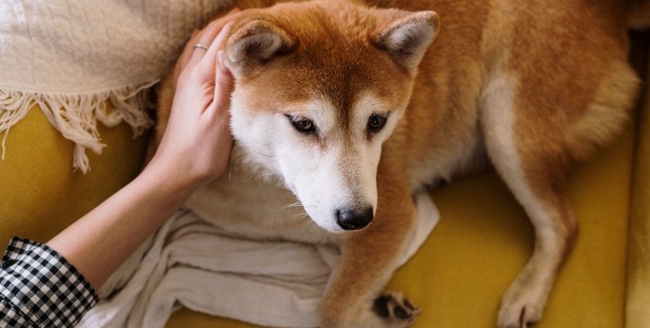 птср у домашних животных, птср у собак, как снять стресс у собаки, акита-ину, порода акита-ину