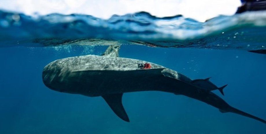 тигровая акула