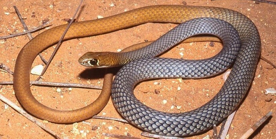 Австралія, змія, отруйна змія, новий вид, небезпека, людина, отрута, ящірка, вид, ссавець, рептилія, дослідження, наука, рід, генетика