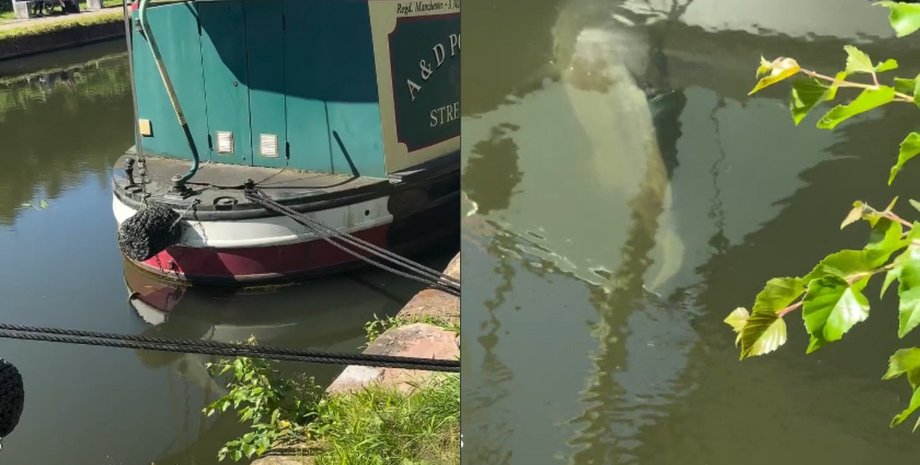 В канале появился водный монстр: рыбу-гиганта сначала приняли за бревно