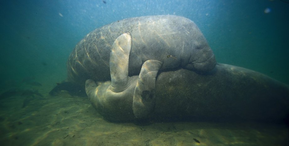 ламантини, ламантини спаровуються
