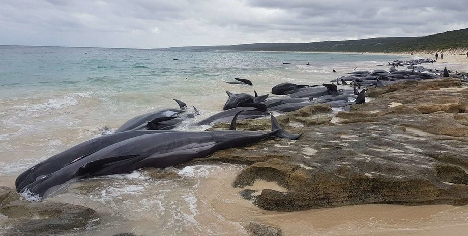 Фото: Leaarne Hollowood / The Guardian